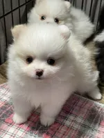 Cora, a female Pomeranian for sale in Wauchula, FL – Photo 6 of 10