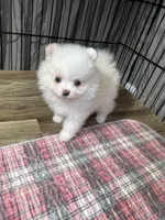 Cora, a female Pomeranian for sale in Wauchula, FL – Photo 10 of 10