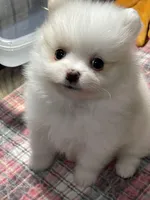 Cora, a female Pomeranian for sale in Wauchula, FL – Photo 1 of 10