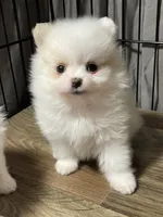 Cora, a female Pomeranian for sale in Wauchula, FL – Photo 2 of 10