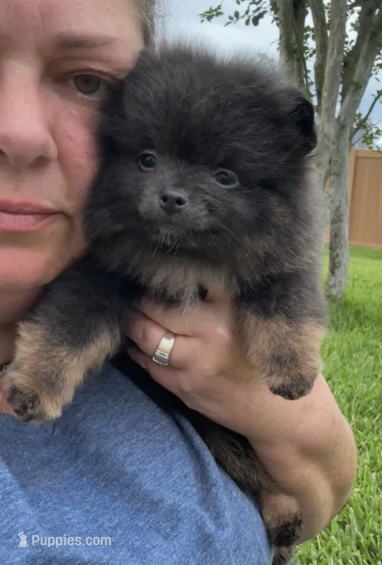 Paisley – Pomeranian puppy for sale in Wauchula, FL