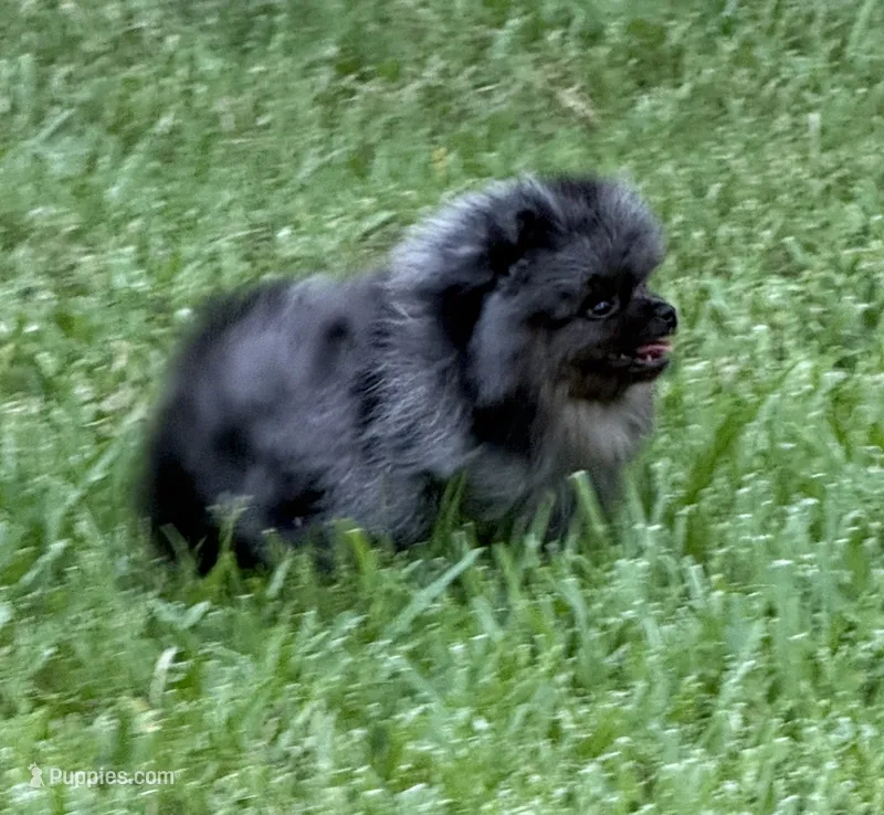 Sammy – Pomeranian puppy for sale in Wauchula, FL