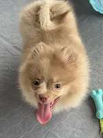 Westley (Rare merle color), a male Pomeranian for sale in Wauchula, FL – 4 of 10
