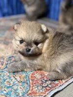 Elvis, a male Pomeranian for sale in Wauchula, FL – Photo 2 of 10