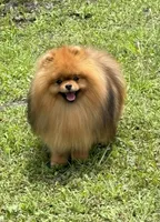 Elvis, a male Pomeranian for sale in Wauchula, FL – Photo 10 of 10