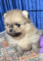 Elvis, a male Pomeranian for sale in Wauchula, FL – Photo 5 of 10