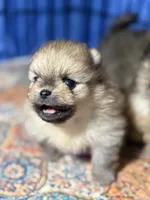 Elvis, a male Pomeranian for sale in Wauchula, FL – Photo 4 of 10