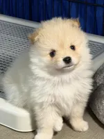 Sammy, a male Pomeranian for sale in Wauchula, FL – Photo 1 of 10