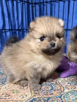 Elvis, a male Pomeranian for sale in Wauchula, FL – Photo 6 of 10