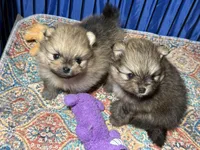 Elvis, a male Pomeranian for sale in Wauchula, FL – Photo 7 of 10