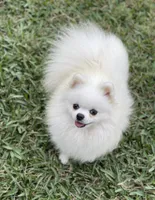 Sammy, a male Pomeranian for sale in Wauchula, FL – Photo 10 of 10