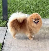 Elvis, a male Pomeranian for sale in Wauchula, FL – Photo 9 of 10