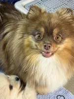 Sammy, a male Pomeranian for sale in Wauchula, FL – Photo 9 of 10