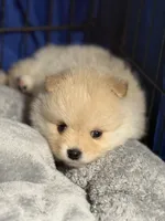 Sammy, a male Pomeranian for sale in Wauchula, FL – Photo 6 of 10