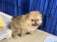 Elvis, a male Pomeranian for sale in Wauchula, FL – Photo 8 of 10