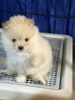 Sammy, a male Pomeranian for sale in Wauchula, FL – Photo 3 of 10