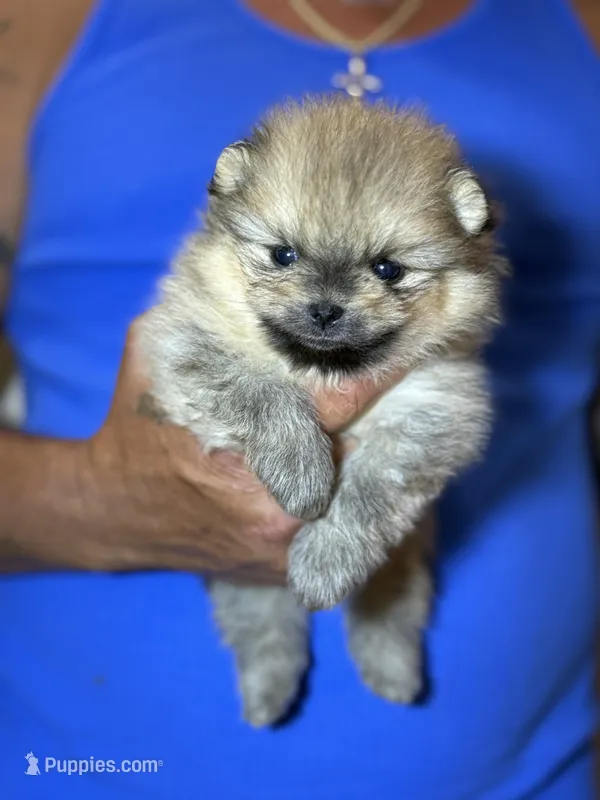 Elvis – Pomeranian puppy for sale in Wauchula, FL