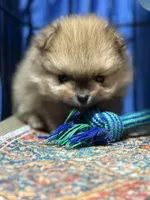 Elvis, a male Pomeranian for sale in Wauchula, FL – Photo 3 of 10