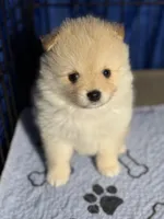 Sammy, a male Pomeranian for sale in Wauchula, FL – Photo 8 of 10