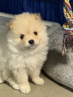 Sammy, a male Pomeranian for sale in Wauchula, FL – Photo 4 of 10