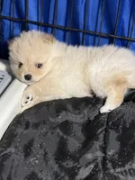 Sammy, a male Pomeranian for sale in Wauchula, FL – Photo 7 of 10