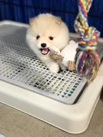 Sammy, a male Pomeranian for sale in Wauchula, FL – Photo 5 of 10