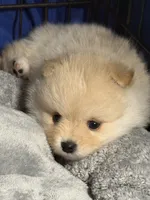 Sammy, a male Pomeranian for sale in Wauchula, FL – Photo 2 of 10