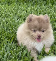 Westley, a male Pomeranian for sale in Wauchula, FL – 2 of 10