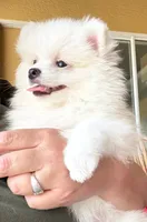 Casper , a male Pomeranian for sale in Wauchula, FL – 9 of 10