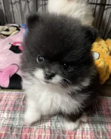 Stash, a male Pomeranian for sale in Wauchula, FL – Photo 2 of 10