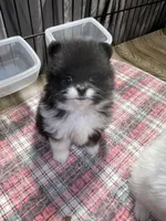 Stash, a male Pomeranian for sale in Wauchula, FL – Photo 7 of 10