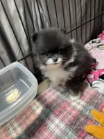 Stash, a male Pomeranian for sale in Wauchula, FL – Photo 6 of 10