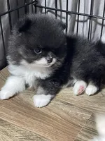 Stash, a male Pomeranian for sale in Wauchula, FL – Photo 3 of 10