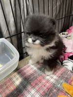 Stash, a male Pomeranian for sale in Wauchula, FL – Photo 8 of 10