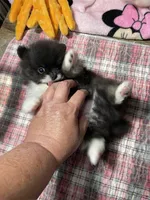 Stash, a male Pomeranian for sale in Wauchula, FL – Photo 10 of 10