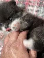 Stash, a male Pomeranian for sale in Wauchula, FL – Photo 4 of 10