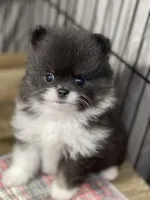 Stash, a male Pomeranian for sale in Wauchula, FL – Photo 5 of 10