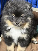 Blk/tan , a female Pomeranian for sale in Wauchula, FL – 3 of 10