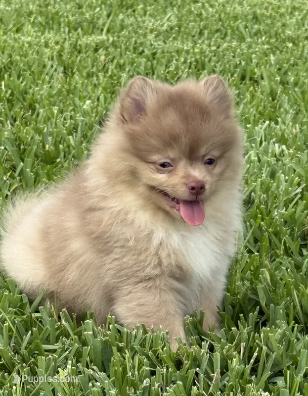 Westley – Pomeranian puppy for sale in Wauchula, FL