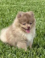 Westley, a male Pomeranian for sale in Wauchula, FL – 1 of 10