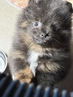 Paisley, a female Pomeranian for sale in Wauchula, FL – 6 of 10