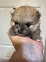 Ava, a female Pomeranian for sale in Wauchula, FL – Photo 7 of 8