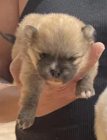 Ava, a female Pomeranian for sale in Wauchula, FL – Photo 2 of 8