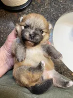 Ava, a female Pomeranian for sale in Wauchula, FL – Photo 8 of 8