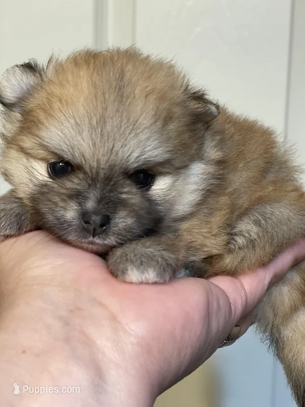 Ava, a female Pomeranian for sale in Wauchula, FL – Photo 1 of 8