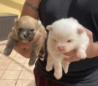 Ava, a female Pomeranian for sale in Wauchula, FL – Photo 3 of 8