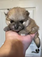 Ava, a female Pomeranian for sale in Wauchula, FL – Photo 4 of 8