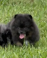 Paisley, a female Pomeranian for sale in Wauchula, FL – 4 of 10