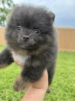 Paisley, a female Pomeranian for sale in Wauchula, FL – 7 of 10