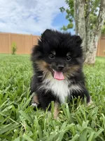 Walter , a male Pomeranian for sale in Wauchula, FL – 7 of 10